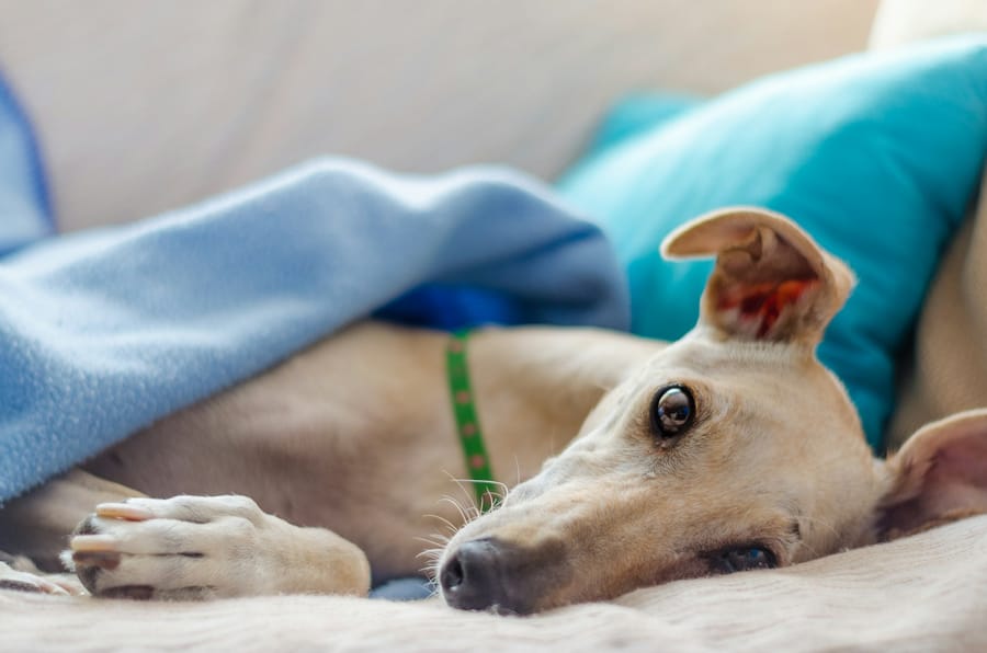 Greyhound resting before a race
